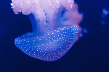 Bluebottle Jellyfish • LITFL • Toxinology Library