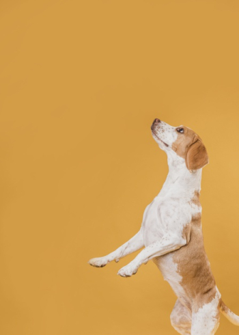 Adorable Smiling Dog Standing On Hind Stock Photo 410917417