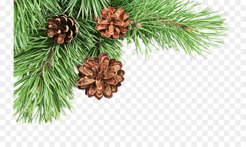 Pine Tree Branch with Pinecone Cone Winter Clipart Digital Download SV – Sniggle  Sloth