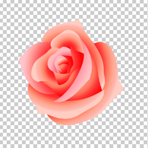 hd flower with transparent background png