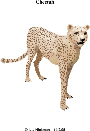 Free: Cool Cheetah: Rainbow Edition - Cheetah Photo (37634456