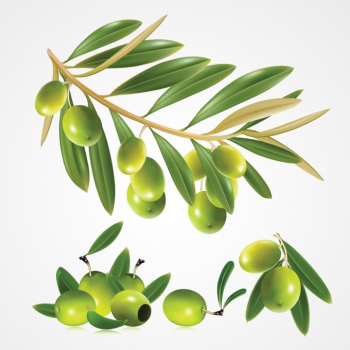 Free: Olive Label Clip art - Olives 