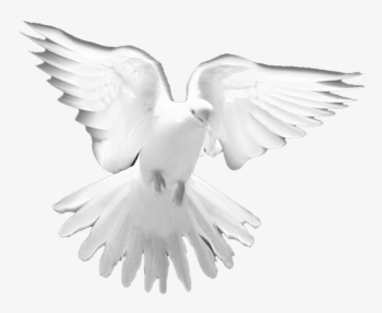 Dove Tattoo Meaning  What Do Dove Tattoos Symbolize
