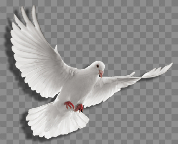 Free: Download Free png Holy spirit dove png photo#  