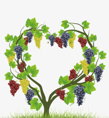 Illustration Of A Grapevine Stylized As A Watercolor Drawing, Isolated On A  White Background. A Branch Of Grapes With A Bunch Of Berries, Leaves And  Flowers Can Be Used As A Frame