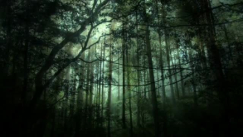 Download Dark forest trails leading a path to hidden surprises. Wallpaper |  Wallpapers.com | Природа, Неоновые обои, Обои