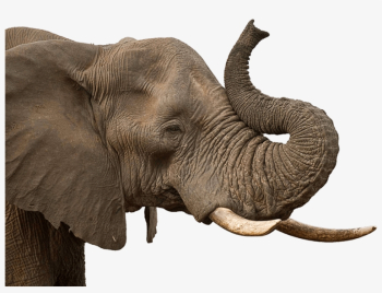 elephant trunk hairstyle
