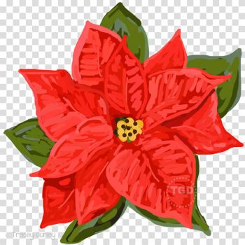 Poinsettia PNG Transparent Clipart​