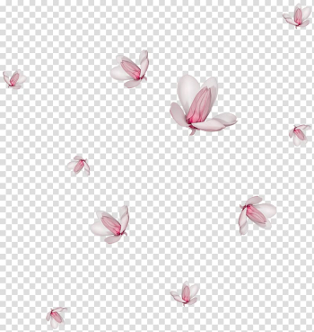 flower petals falling drawing