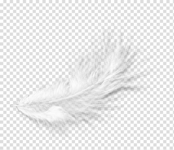Floating Feather Hd Transparent, White Fluff Feather Float White