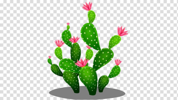 Cactaceae Euclidean Vector Clip Art - Desenho De Cactus Cute Png - Free  Transparent PNG Clipart Images Download