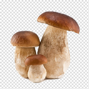 Three brown mushrooms illustration, Beer Boletus edulis Boletus pinophilus Boletus aereus Mushroom, mushroom transparent background PNG clipart
