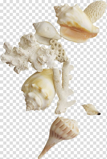 Art Shell, gastropod Shell, animal Product, mollusc Shell, Cockle, scallop,  Conchology, clams Oysters Mussels And Scallops, Clam, conch