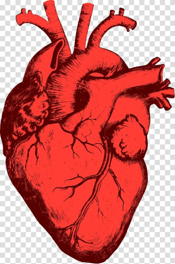 anatomically correct human heart by NIku Arbabi | embroidery ... | Anatomical  heart drawing, Human heart drawing, Anatomical heart tattoo