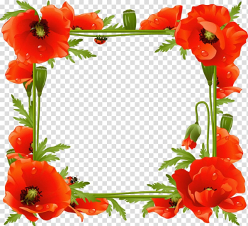 Common Poppy Flower Remembrance Poppy PNG - california poppy, clip art,  common poppy, coquelicot…