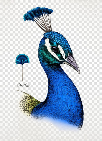 Milt Kahl Pencil Sketch of a Peacock · Creative Fabrica