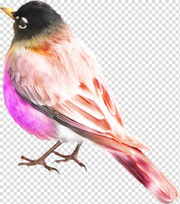 Check out this transparent Floopaloo - Matt with little bird PNG image