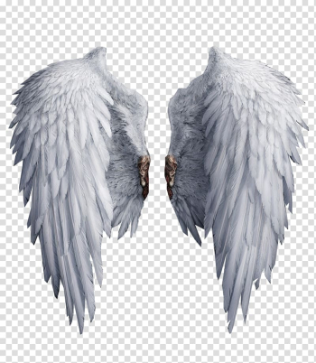 Gold Wings PNG Transparent Images Free Download, Vector Files