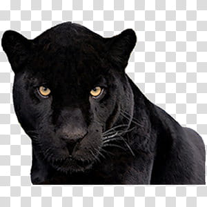 Free: Cute animals II, black panther transparent background PNG clipart -  