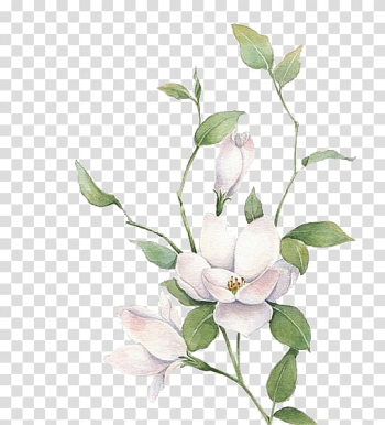 Free: Jasmine Mo Li Hua, White flowers, white magnolia flower transparent  background PNG clipart 