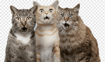 Two Cats PNG Images With Transparent Background