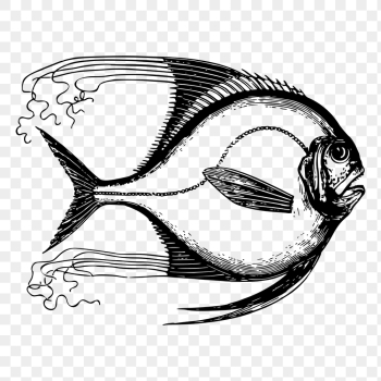fish - lineart - Openclipart