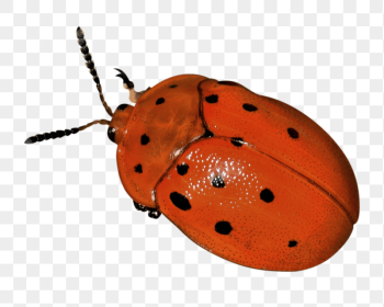 Download Ladybug Png - Miraculous Ladybug Ladybug Png - Full Size PNG Image  - PNGkit