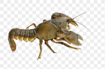 Crayfish png sticker, transparent background | Free PNG - rawpixel