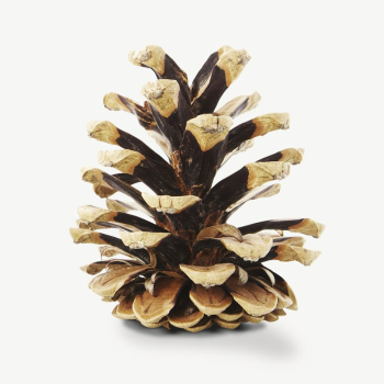 White Pine Cone Sketch