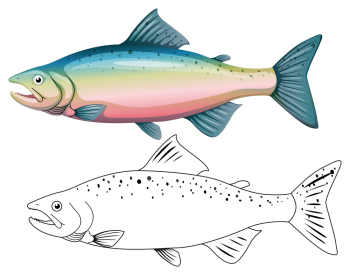 Fish clip art outline