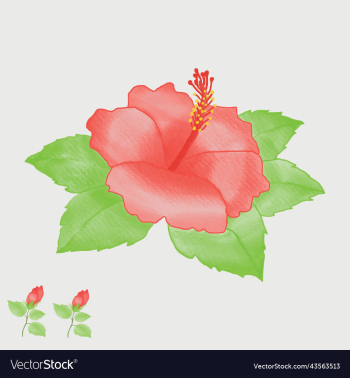 100+ Free China Rose & Hibiscus Images - Pixabay