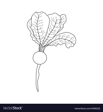 turnip coloring page for kids kdp