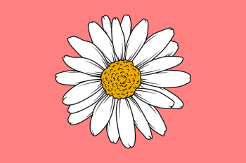 White Sun Flower Vector Illustration Free Download