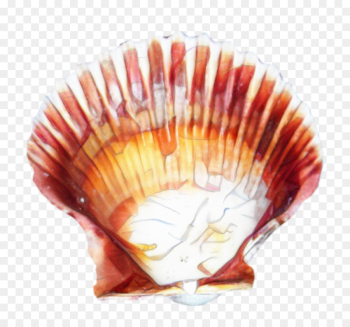 Seashell - seashell scallop seafood ocean shellfish - CleanPNG / KissPNG