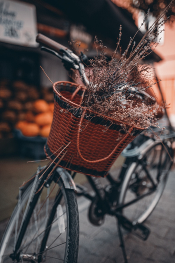 Basket for best sale bike kmart