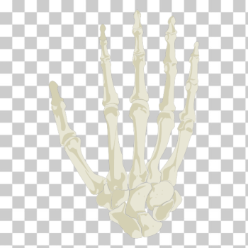 Skeleton hand - Top vector, png, psd files on 