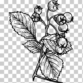 hawthorn flower tattoo designs  Google Search  Flower drawing Birth flower  tattoos Flower sketches