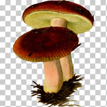 poisonous mushroom images and clipart