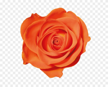 orange rose png