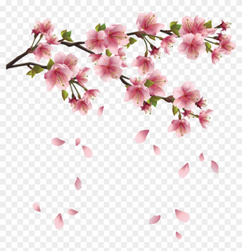 Sakura Blossom Pink - Cherry Blossom Png