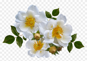 Free: Rose Bush Clipart Flower Bush - Flower Bush Png - nohat.cc