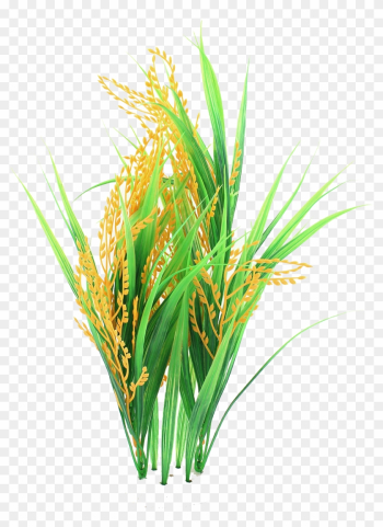 Rice Png Images Transparent Free Download - Rice Png
