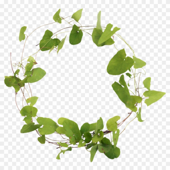 plant vine frame green leaves vines flowers wreath png download - 4096*4096  - Free Transparent Plant Vine Frame png Download. - CleanPNG / KissPNG