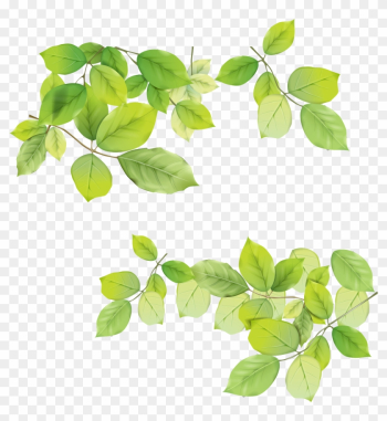 Gallery Of Green Leaf Png With Mango Leaf Toran Clip - Leaves Png