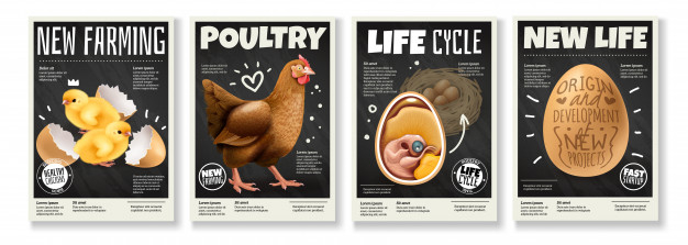 fertilized,breeding,yolk,reproduction,lay,embryo,hatch,domestic,isolated,livestock,poultry,composition,adult,realistic,set,chick,farming,hen,production,biology,young,shell,cycle,development,life,growth,rooster,egg,natural,organic,process,new,stage,science,chicken,animal,bird,education,school,infographic