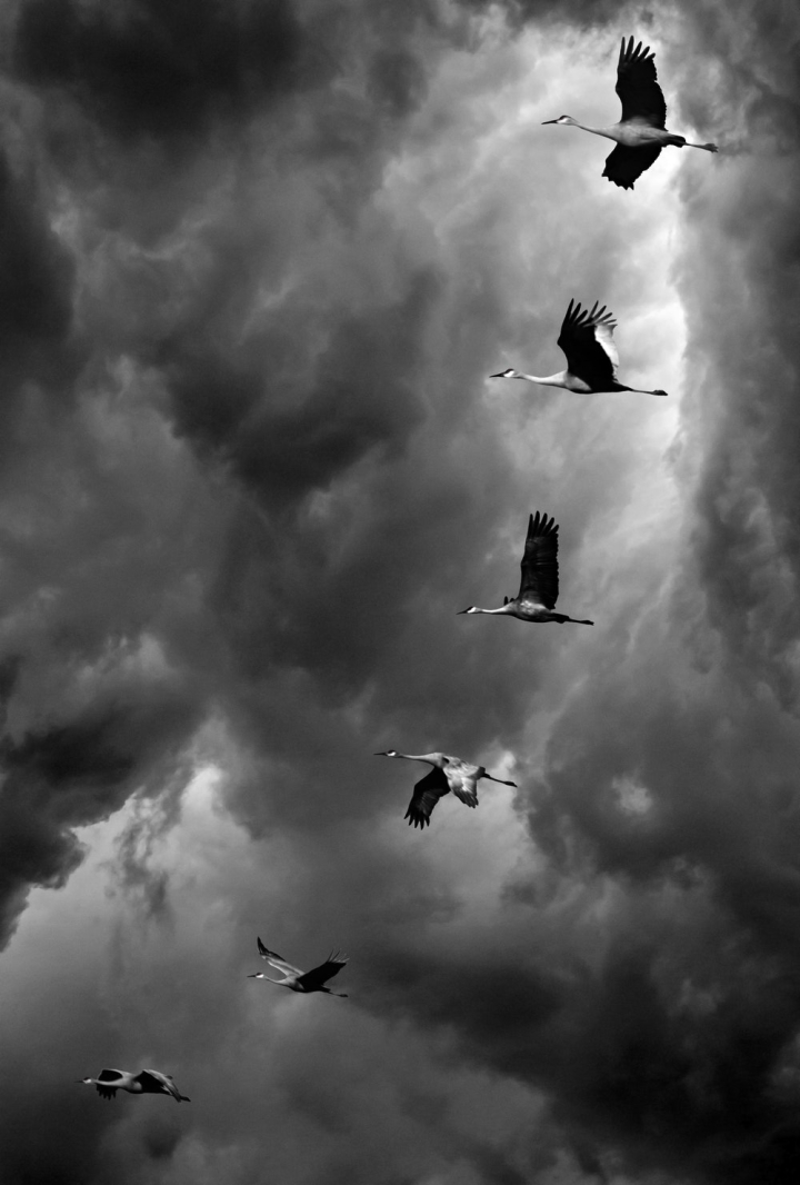 animal photography,avian,birds,cloudy sky,cranes,flight,flock of birds,flying,freedom,soar