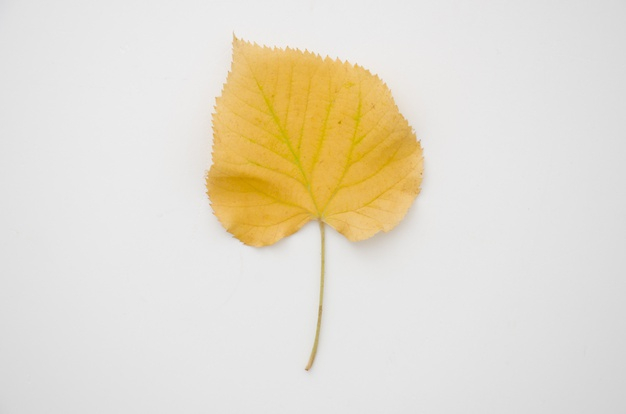 autumnal,warm colors,deciduous,lay,seasonal,flatlay,flat lay,top view,top,season,branches,view,warm,colors,natural,fall,flat,yellow,leaves,autumn,nature,leaf
