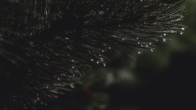 coniferous,closeup,tranquil,freshness,seasonal,evergreen,dew,pure,wet,droplet,twig,spruce,outdoors,raindrop,fir,season,flora,needle,fresh,young,outdoor,branch,growth,pine,drop,ecology,environment,natural,rain,plant,color,forest,nature,leaf,summer,wood,winter