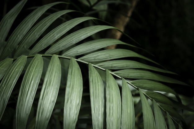 tropical jungle,closeup,botany,tropical forest,exotic,foliage,fragile,flora,beautiful,flat background,tropical background,green leaves,fresh,life,growth,plants,nature background,ecology,natural,jungle,organic,plant,flat,tropical,leaves,forest,green background,nature,green,leaf,background