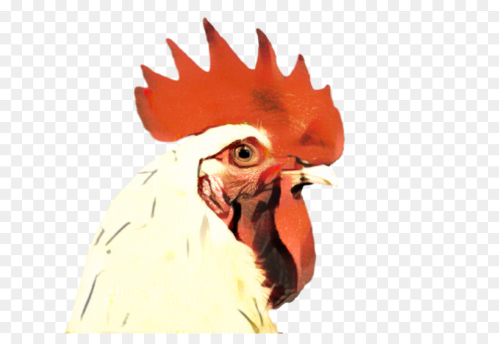 rooster,chicken,beak,bird,galliformes,head,comb,poultry,fowl,livestock,phasianidae,png